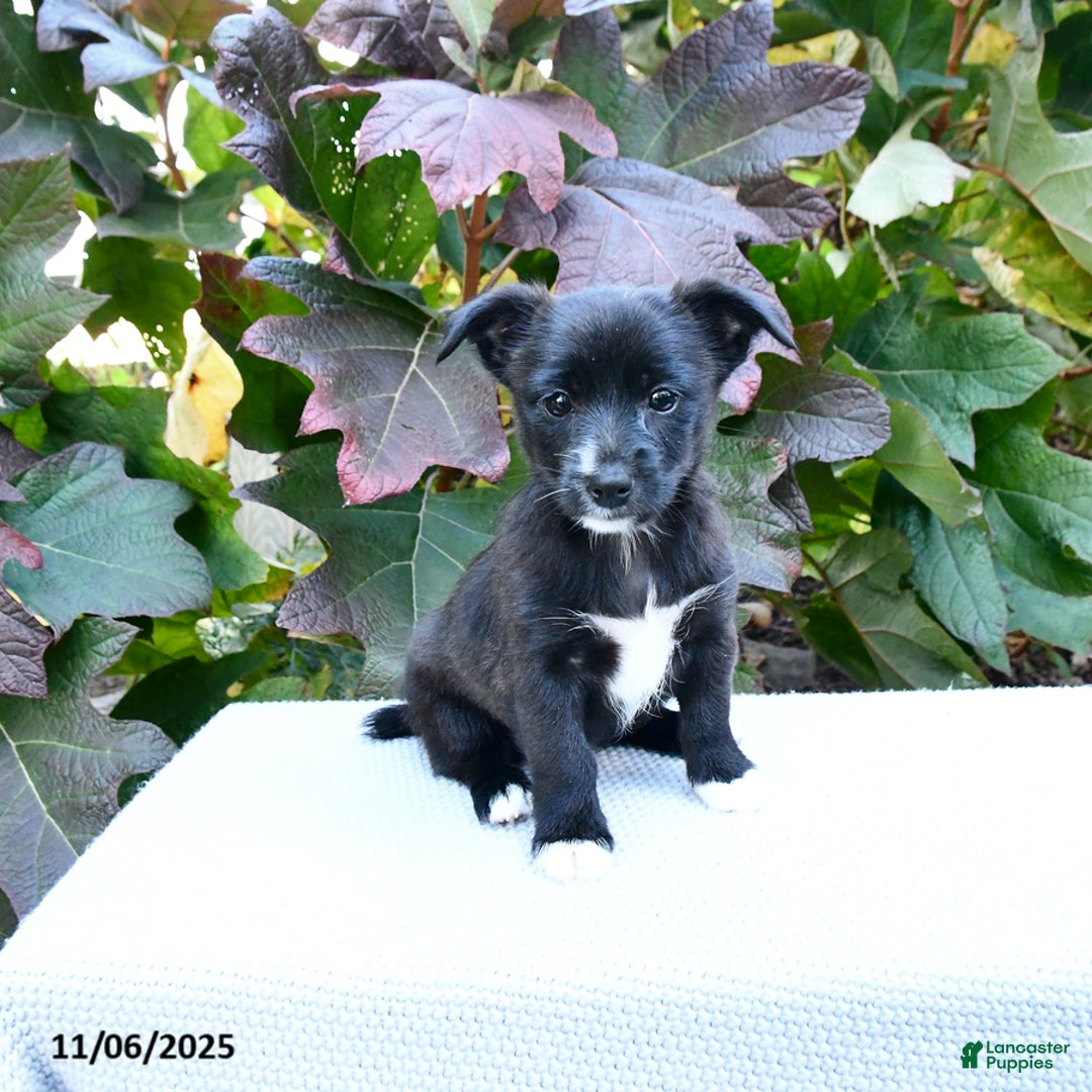 Mixed Breed dogs for sale: Boots - Ad 2