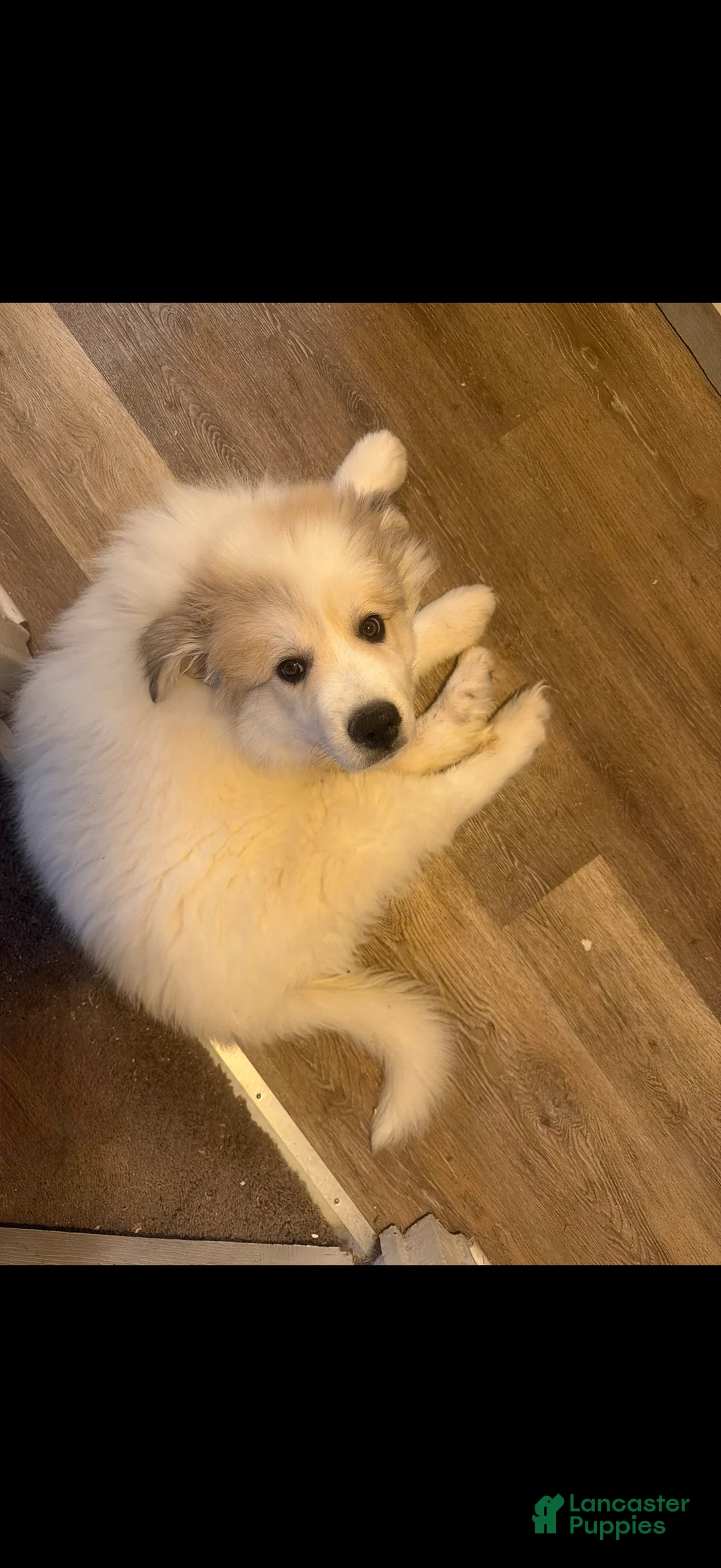 Great Pyrenees dogs for sale: Ravvy - Ad 3
