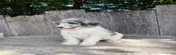 Standard Poodle dogs for sale: Fern AKC Standard Poodle - Ad 9