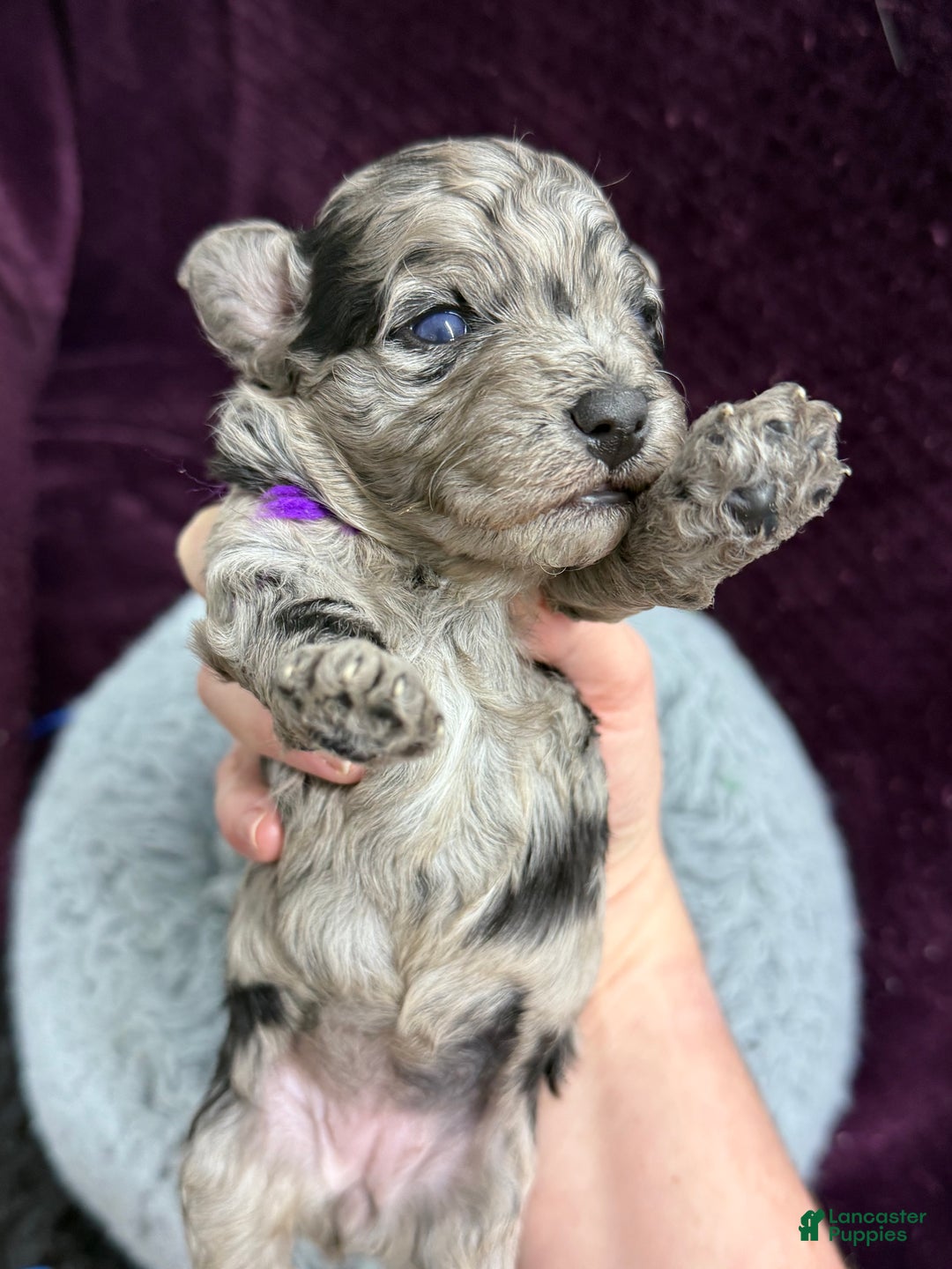 Mini Aussiedoodle dogs for sale: Bambi  - Ad 4
