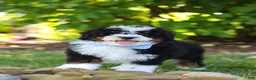 Mini Bernedoodle dogs for sale: Tucker - Ad 11