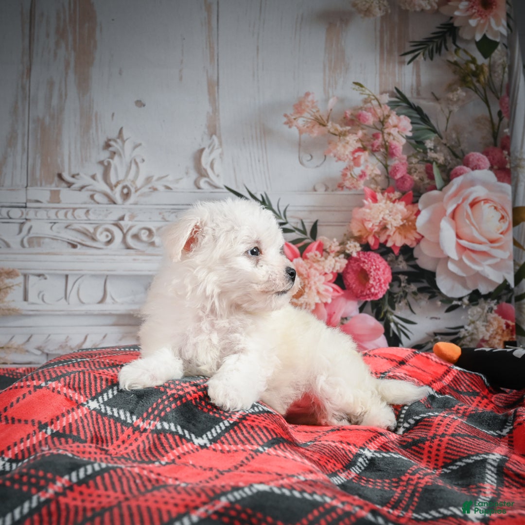 Bichon Frise dogs for sale: Meverick - Ad 3