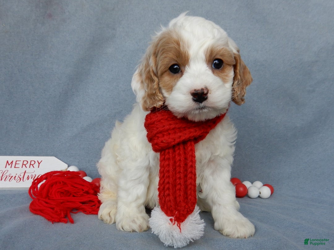 Cockapoo dogs for sale: Teddy - Ad 1