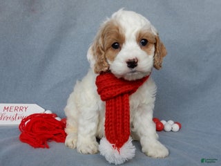 Cockapoo dogs Teddy - Ad 19