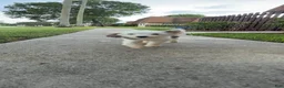 Mixed Breed dogs for sale: Mixed Breed 4 - Ad 3
