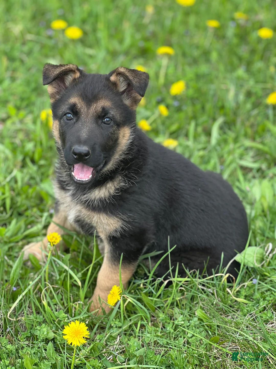 German Shepherd dogs for sale: Luna - Ad 2
