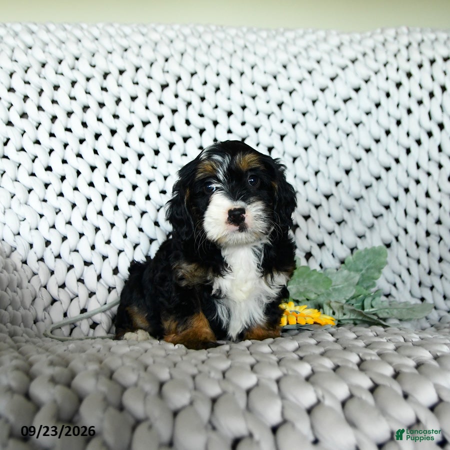 Mini Bernedoodle dogs for sale: Sundae  - Ad 1