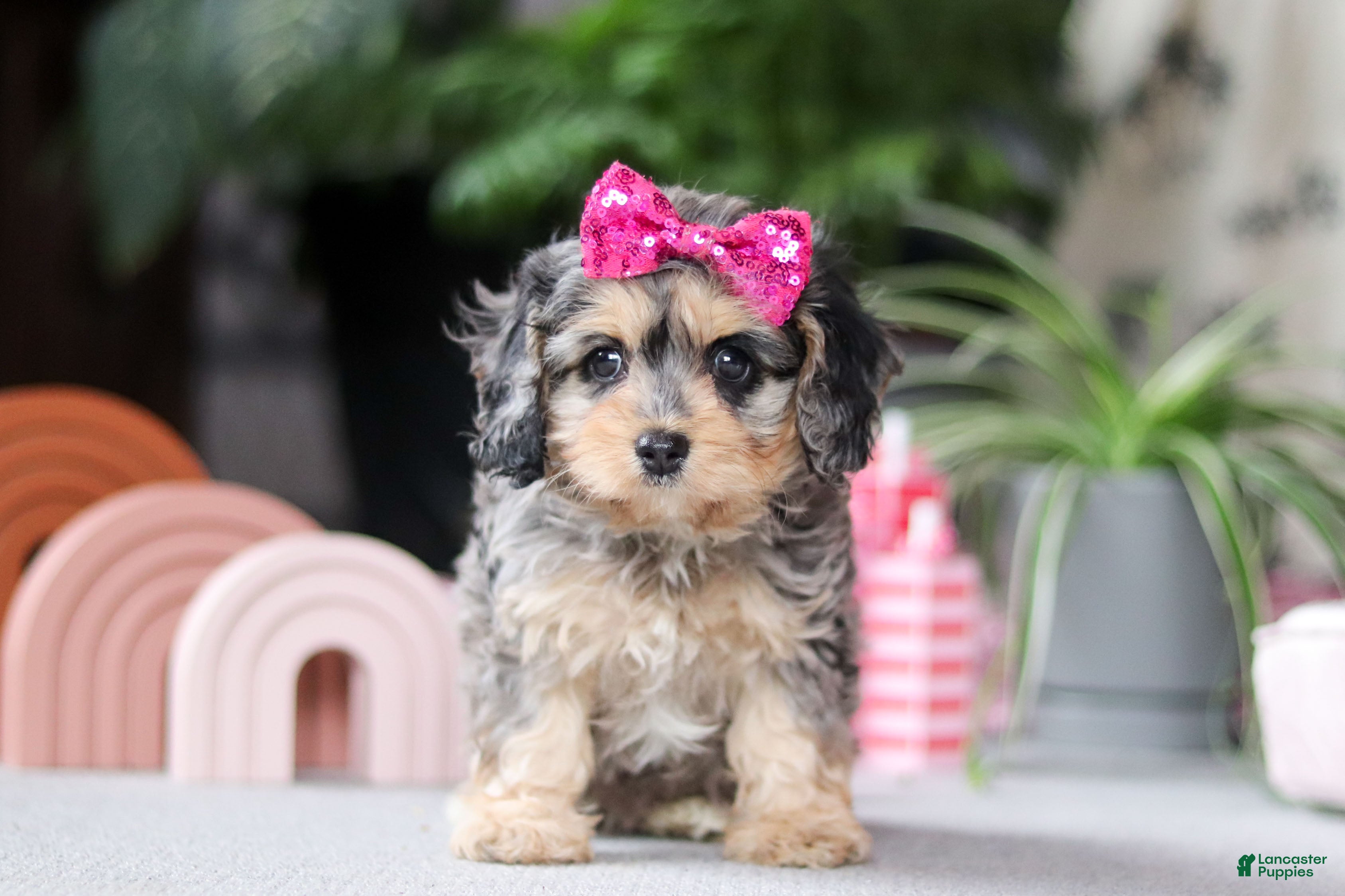 Cavapoo dogs Nova - Ad 12