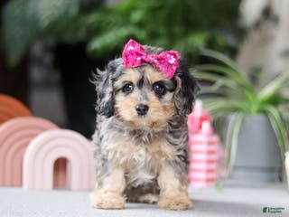 Cavapoo dogs Nova - Ad 12