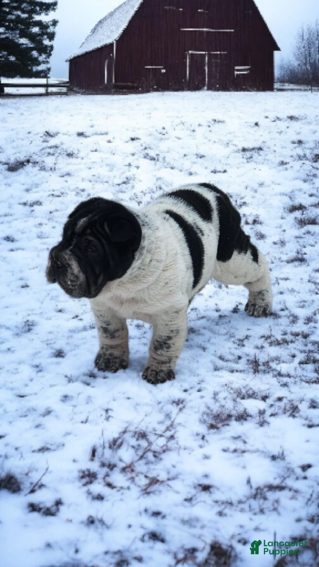 Shar Pei dogs for sale: Oreo black flower mini - Ad 20