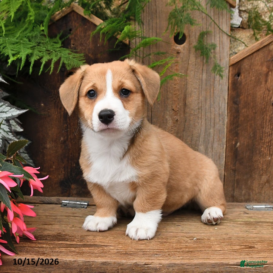 Mixed Breed dogs for sale: Dennis - Ad 2