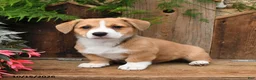 Mixed Breed dogs for sale: Dennis - Ad 2