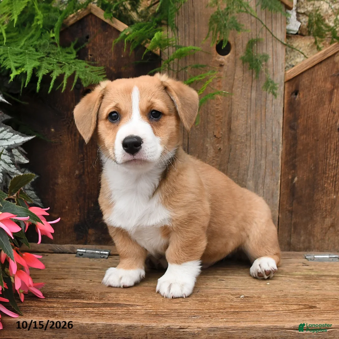 Mixed Breed dogs for sale: Dennis - Ad 2
