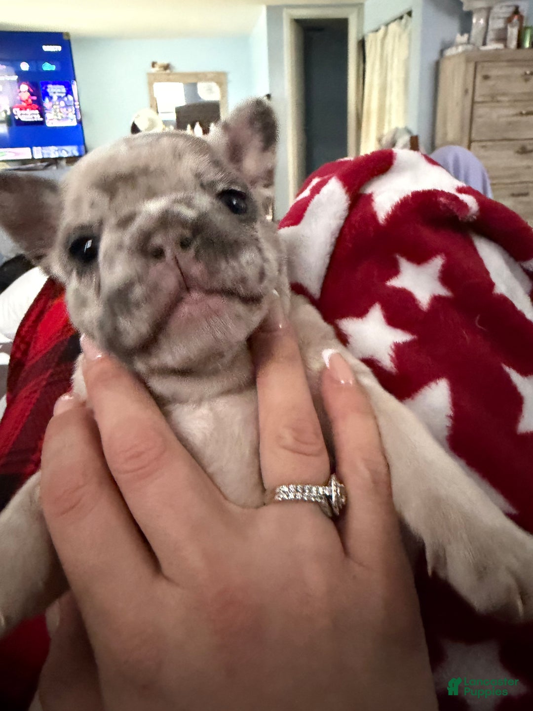 French Bulldog dogs for sale: French Bulldog Puppy 2 - Ad 3