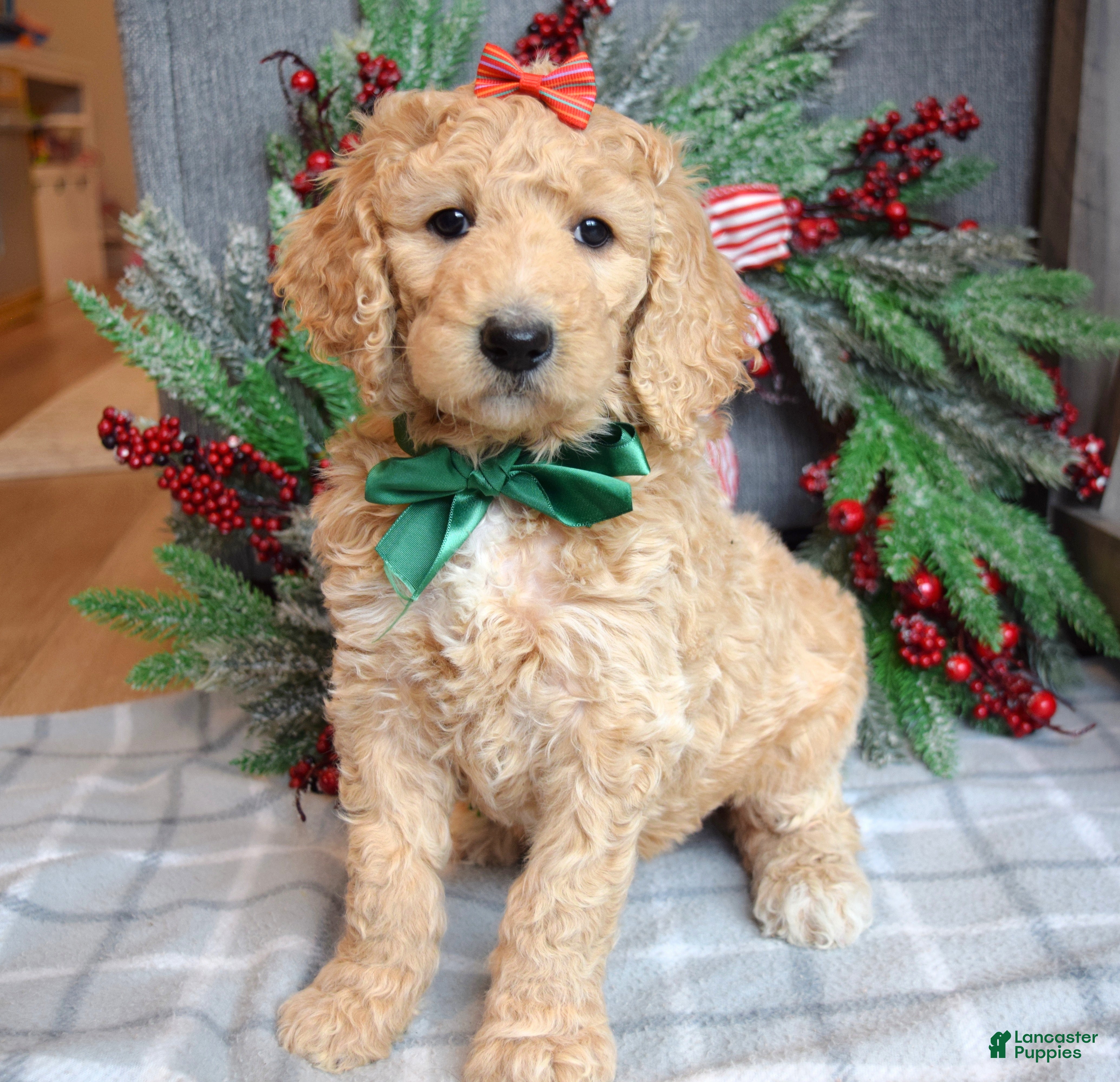 Goldendoodle dogs Piper - Ad 22