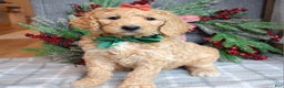 Goldendoodle dogs for sale: Piper - Ad 1
