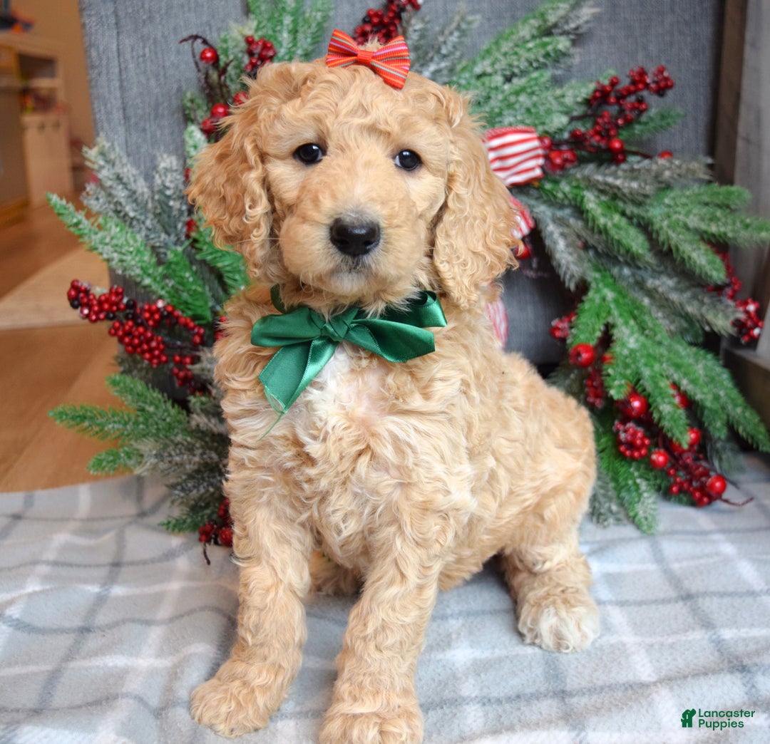 Goldendoodle dogs for sale: Piper - Ad 1