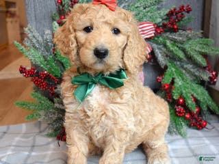 Goldendoodle dogs Piper - Ad 31