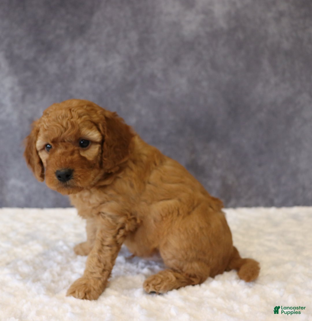 Mini Goldendoodle dogs for sale: Murphy - Ad 5