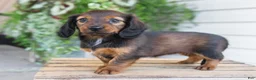 Dachshund dogs for sale: Hank - Ad 12