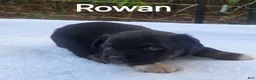 Australian Shepherd dogs for sale: Rowan - Ad 3