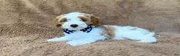 Cavapoo dogs for sale: Shadow - Ad 6