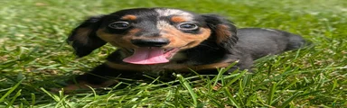 Miniature Dachshund 2