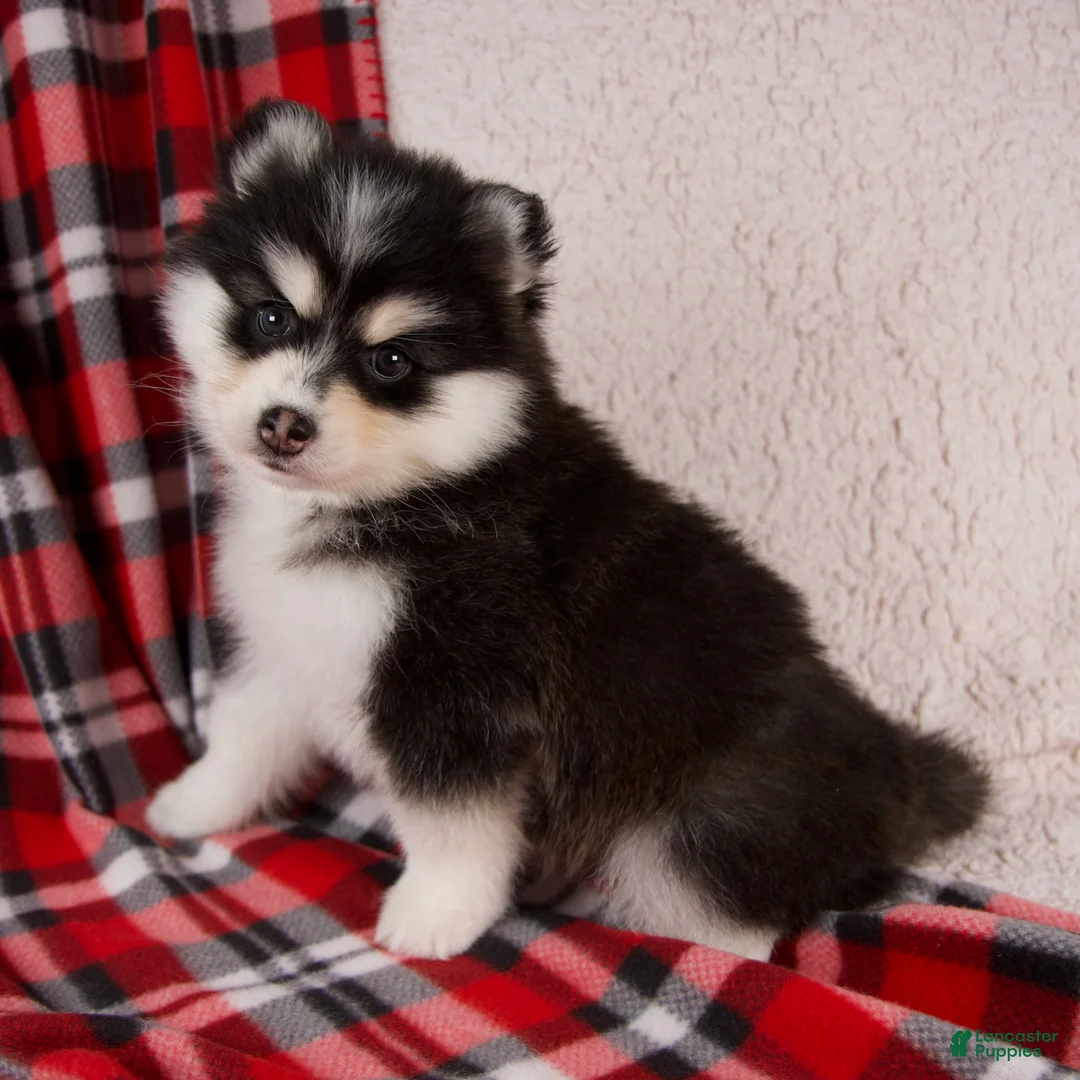 Pomsky dogs for sale: Jewels - Ad 3