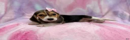 Beagle dogs for sale: Piglet - Ad 6