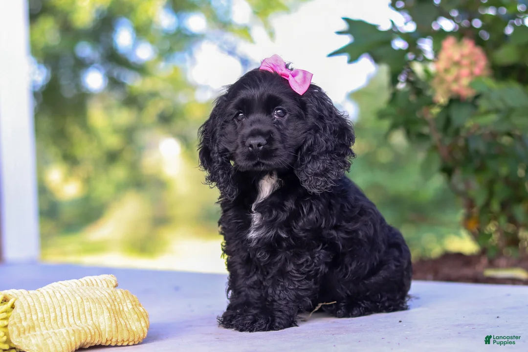 Cocker Spaniel dogs for sale: Kaylee - Ad 2