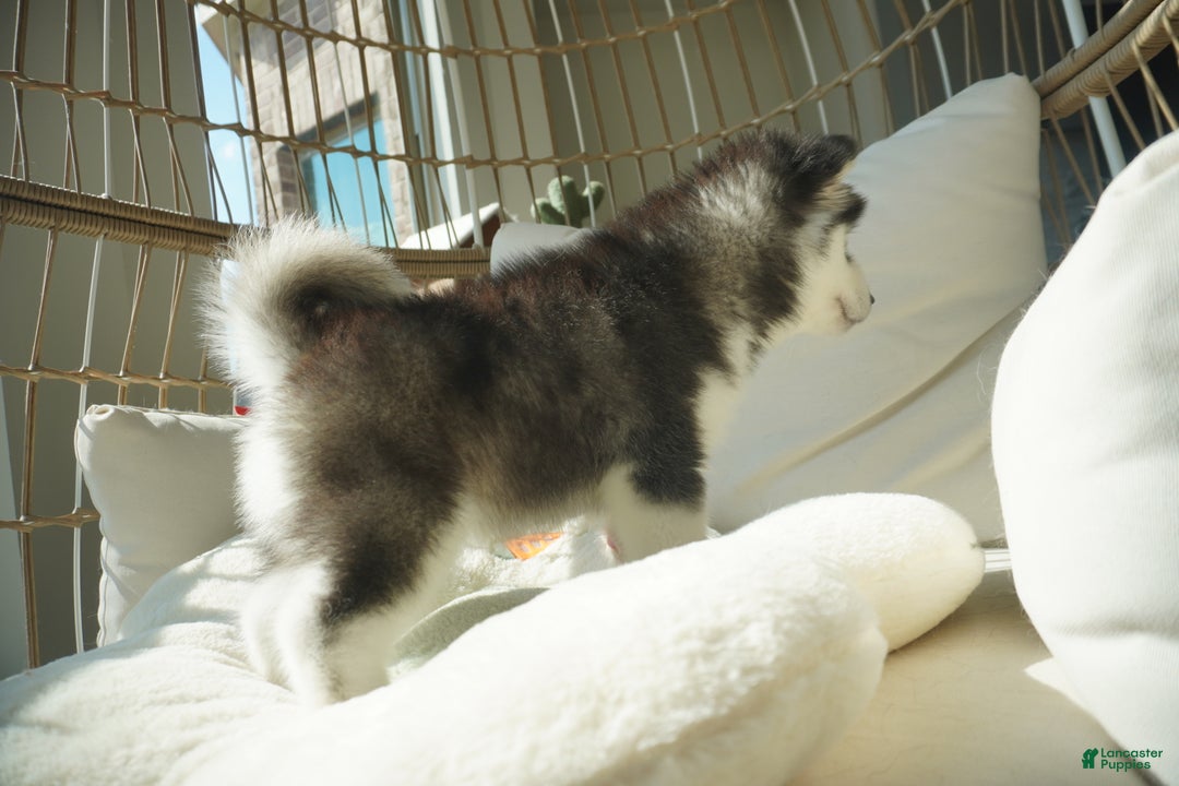 Alaskan Malamute dogs for sale: Xiao Cheng - Ad 3