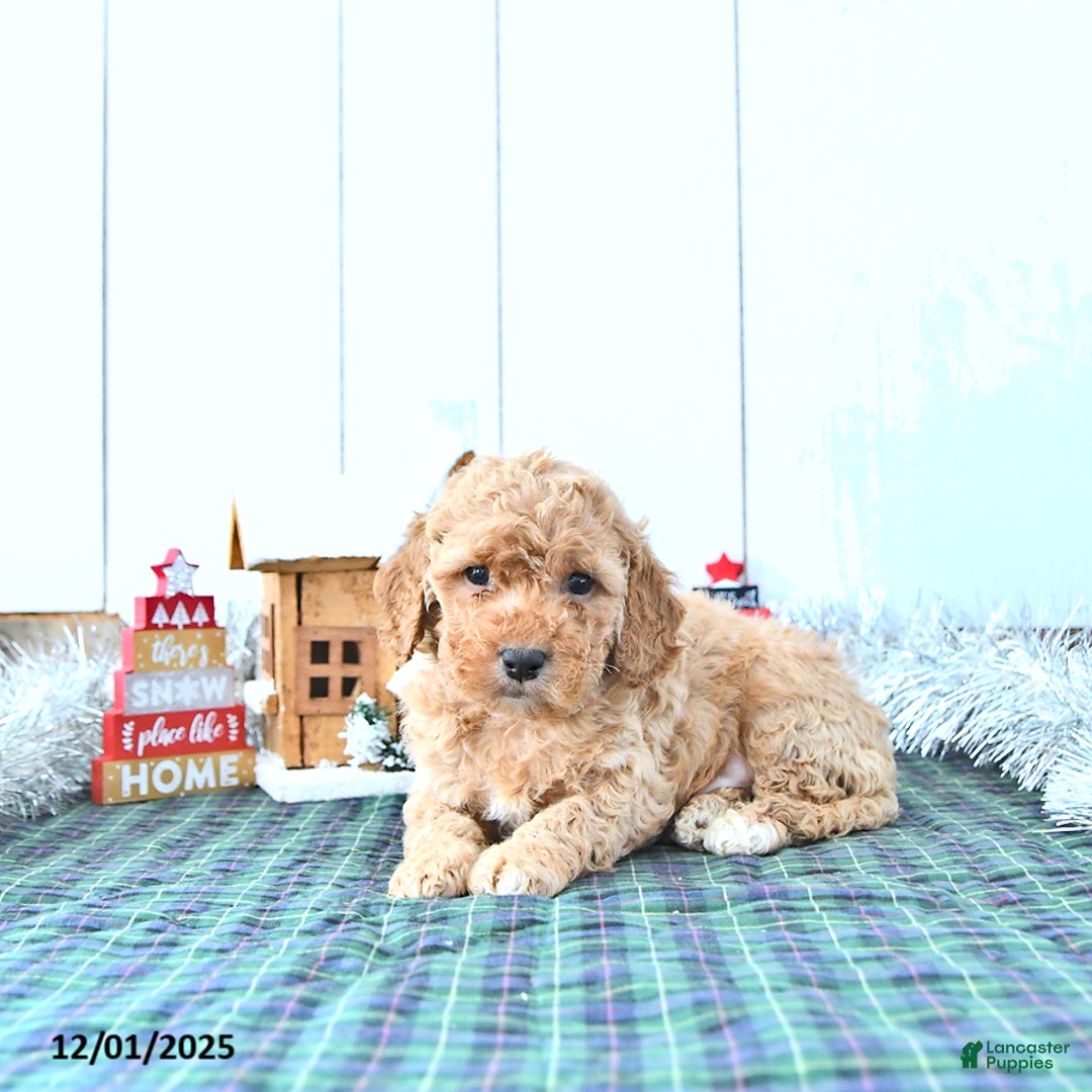 Mini Goldendoodle dogs for sale: Ned - Ad 2