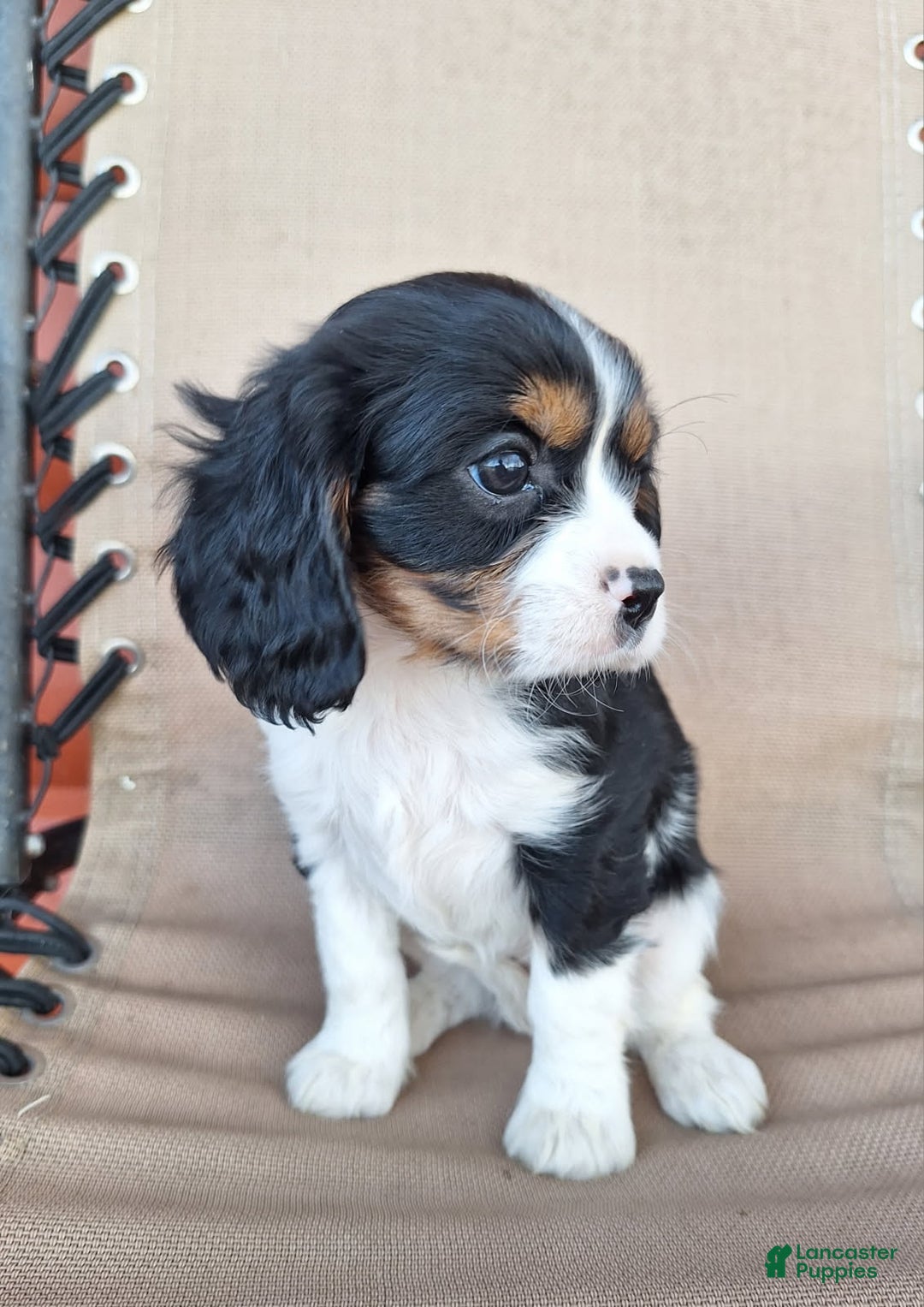 Cavalier King Charles Spaniel dogs for sale: Bella - Ad 3