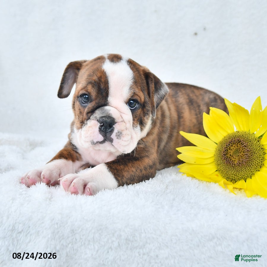 Olde English Bulldogge dogs Dana - Ad 2