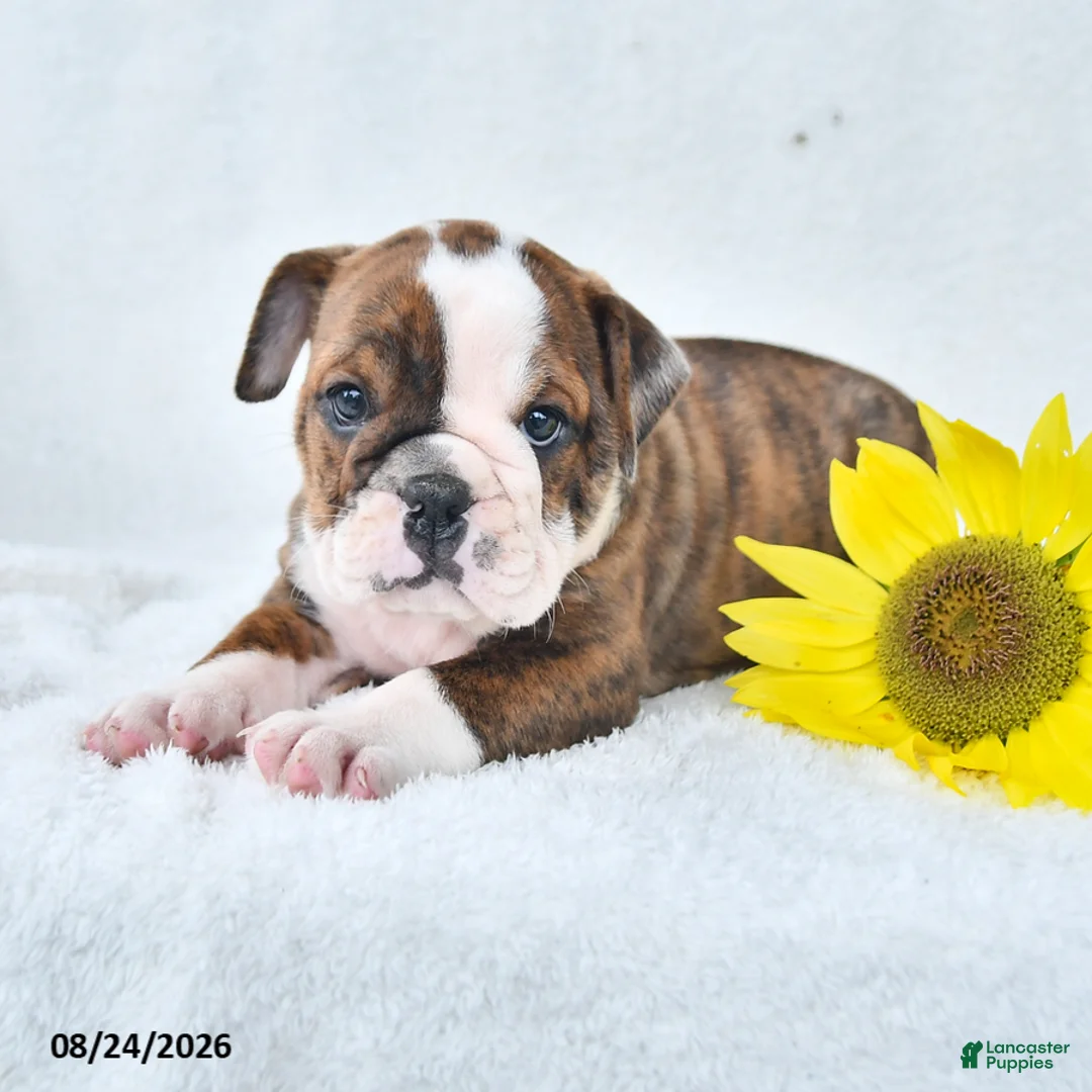 Olde English Bulldogge dogs for sale: Dana - Ad 2