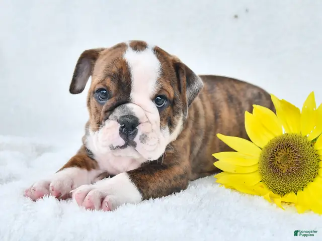 Olde English Bulldogge dogs for sale: Dana - Ad 2