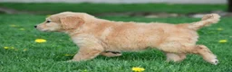 Golden Retriever dogs for sale: Max - Ad 15