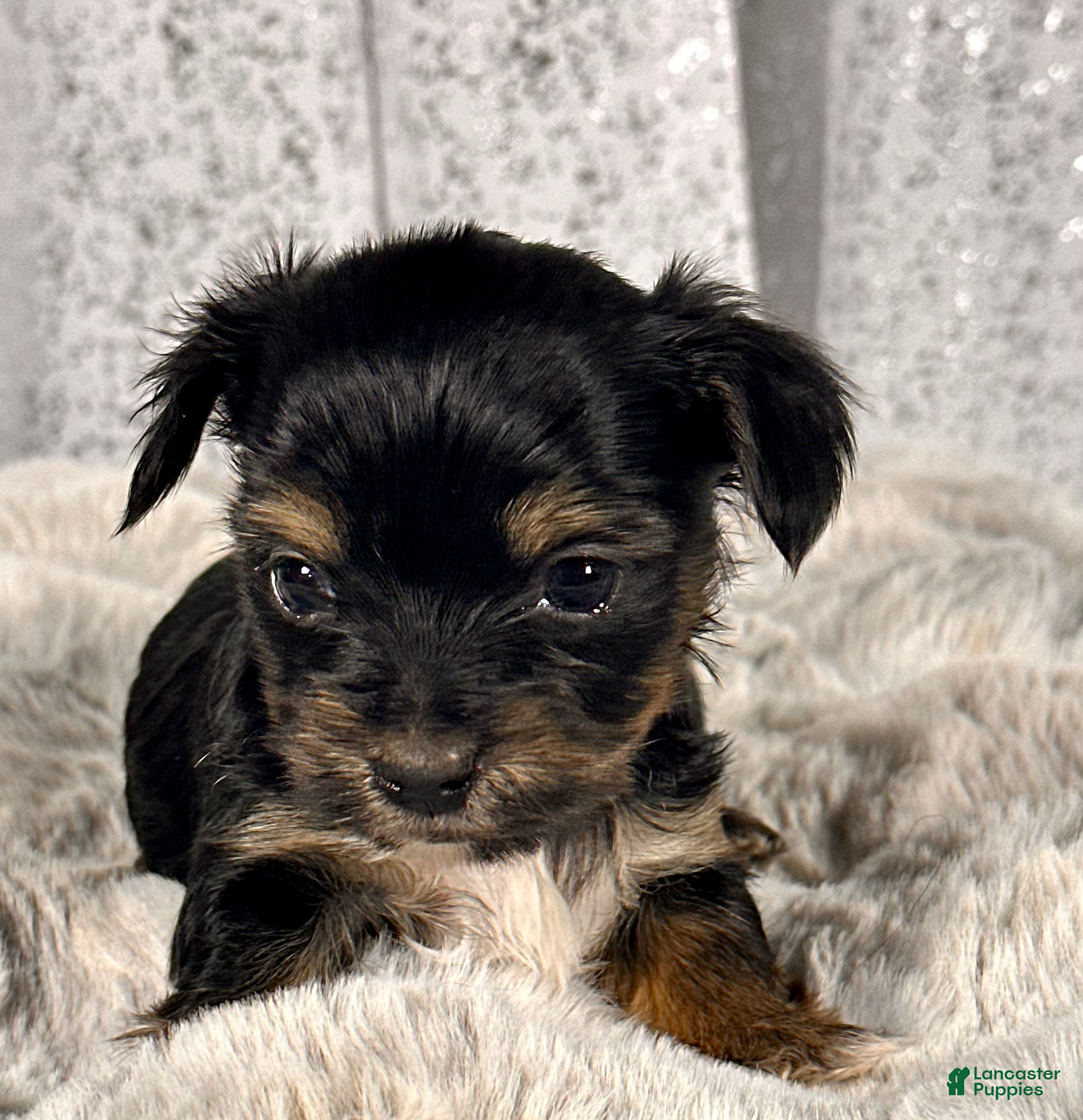 Yorkshire Terrier dogs Bean -male Yorkie  - Ad 7