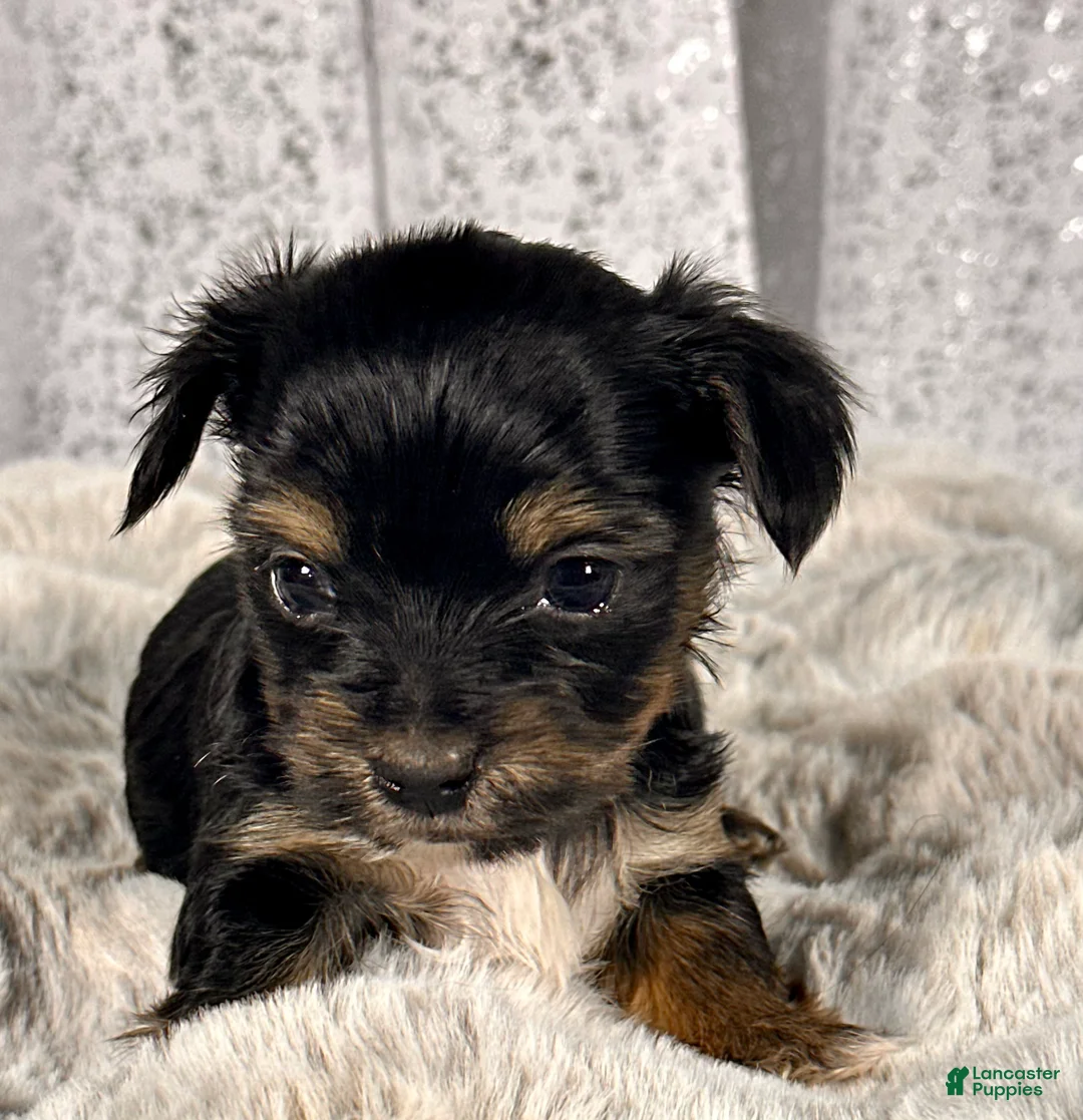 Yorkshire Terrier dogs for sale: Bean -male Yorkie  - Ad 1