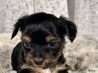 Yorkshire Terrier dogs Bean -male Yorkie - Ad 7