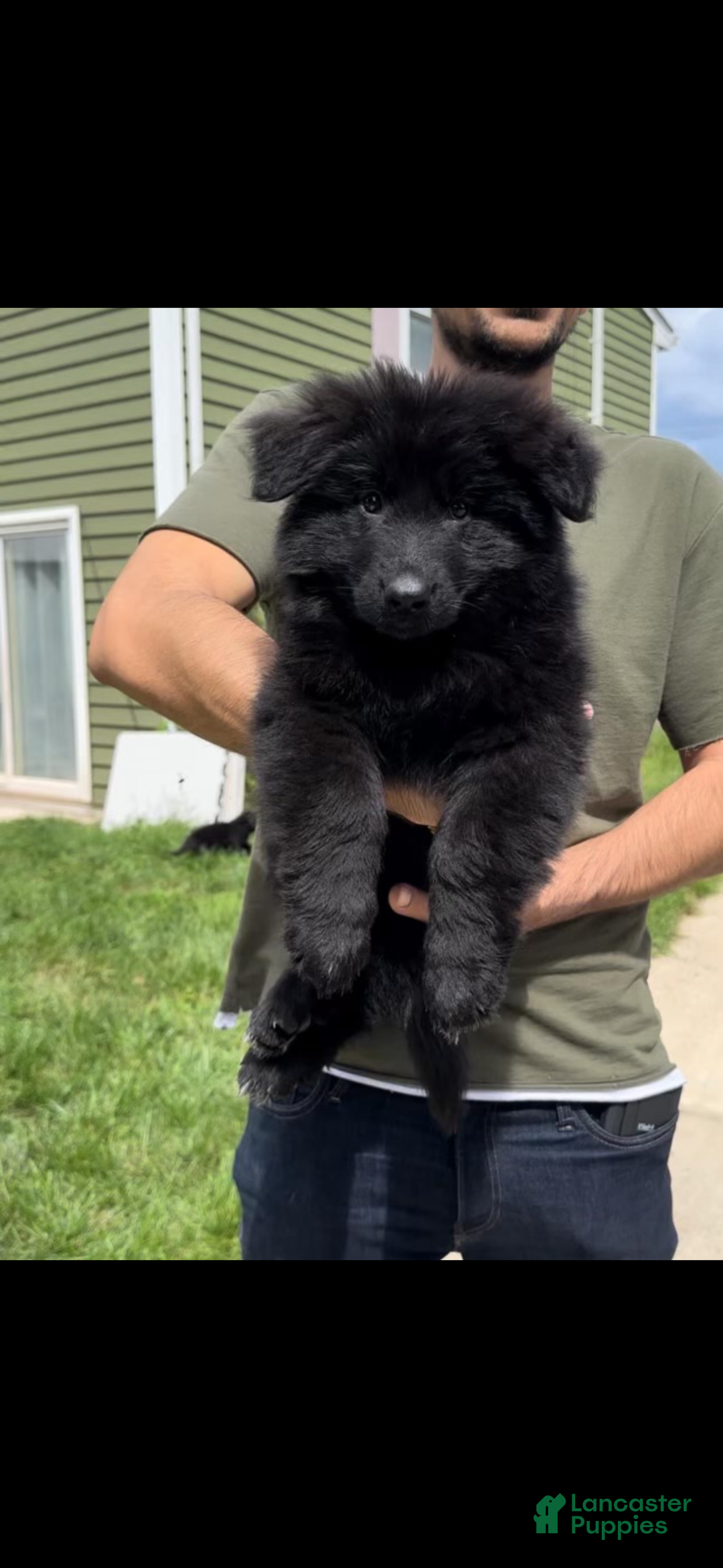 German Shepherd dogs for stud: German Shepherd 1 puppies - Ad 5