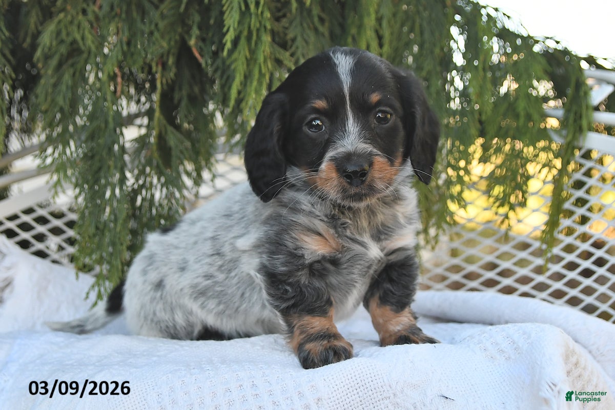 Miniature Dachshund dogs Misty - Ad 1