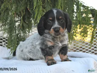 Miniature Dachshund dogs for sale: Misty - Ad 2