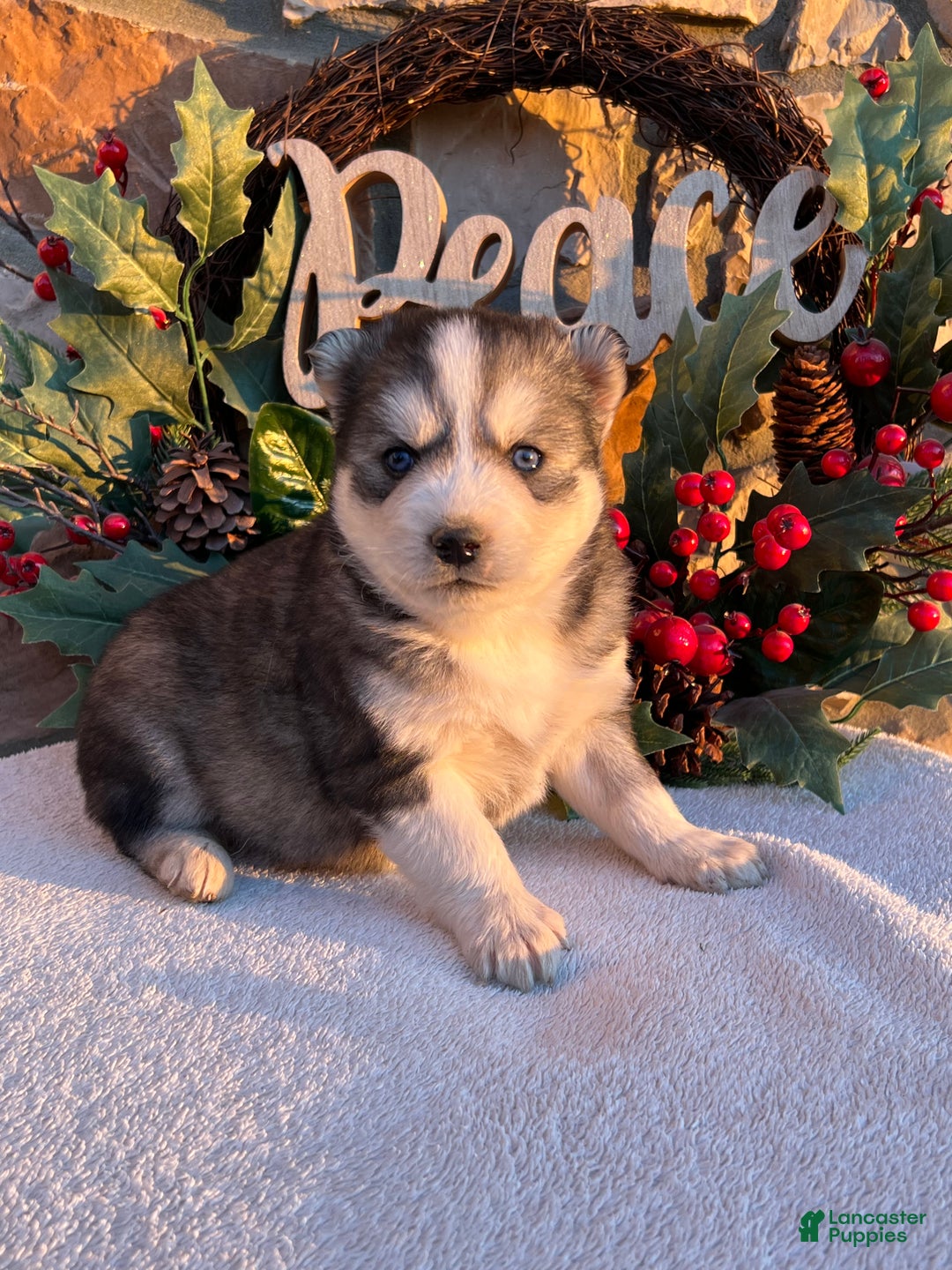 Pomsky dogs for sale: Nicholas - Ad 2