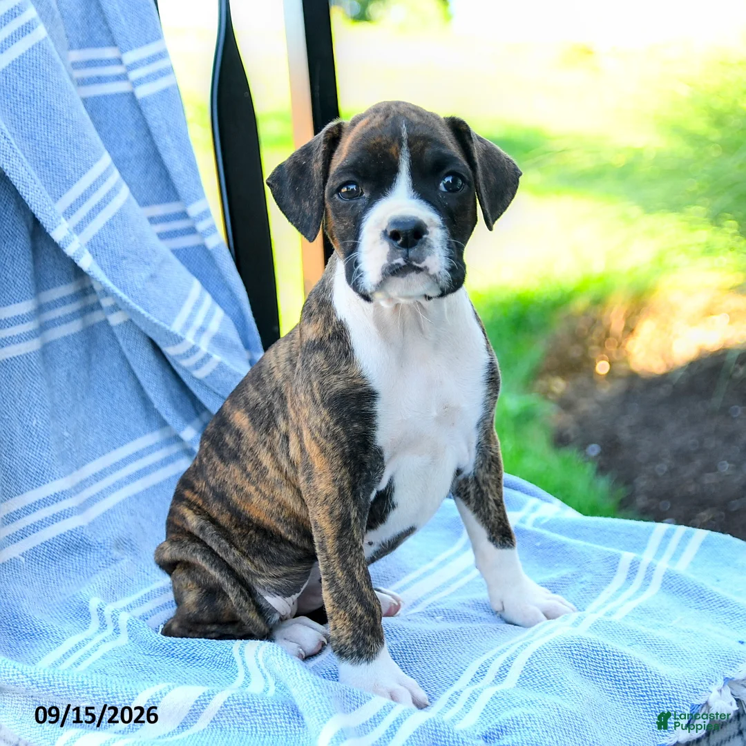 Boxer dogs for sale: Octavia - Ad 1