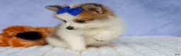 Pomeranian dogs for sale: Evan🐶  - Ad 12