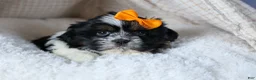 Shih Tzu dogs for sale: HARLEY - Ad 13