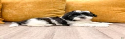 Shihpoo dogs for sale: Muffin - Ad 3