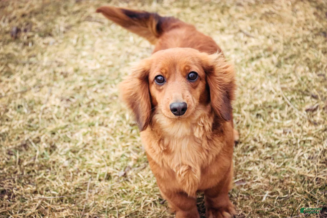 Miniature Dachshund dogs for sale: Taffy - Ad 7