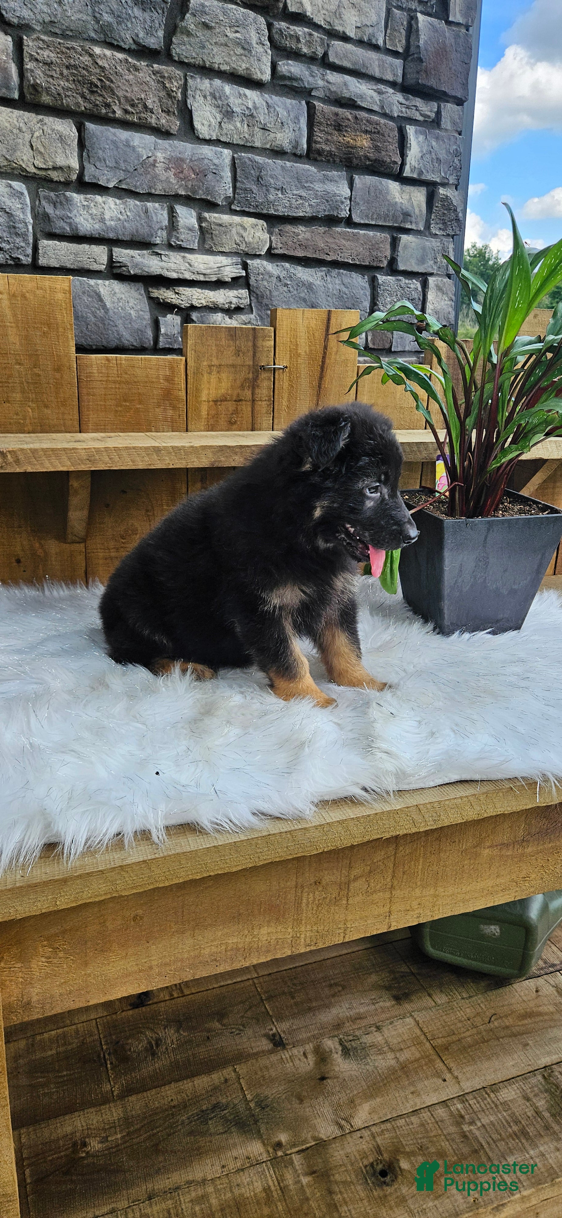 German Shepherd dogs German Shepherd 2 - Ad 2